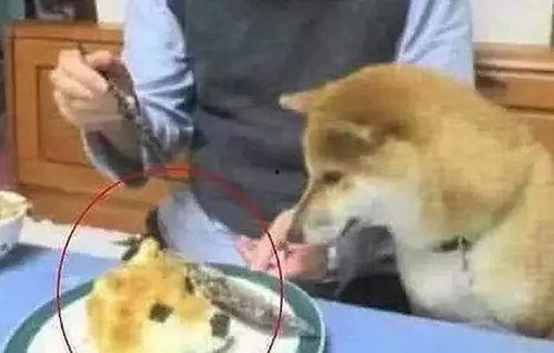 狗头逻辑吃瓜视频,揭秘网络热点的“狗头”逻辑
