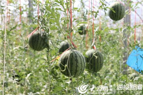 辽宁阜新吃瓜事件视频,一场引发社会热议的街头冲突