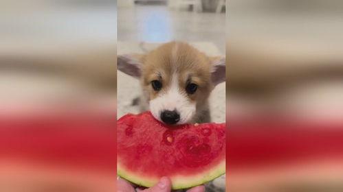 幼犬可以吃羊角瓜吗视频,幼犬羊角瓜食用安全探讨