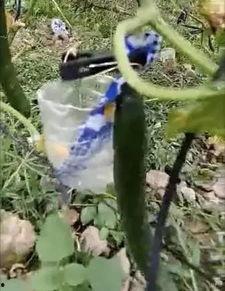 峄城吃瓜事件真相视频,揭秘真相背后的惊人内幕