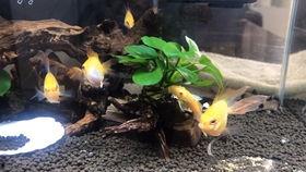 小胡子吃瓜视频,揭秘娱乐圈幕后故事