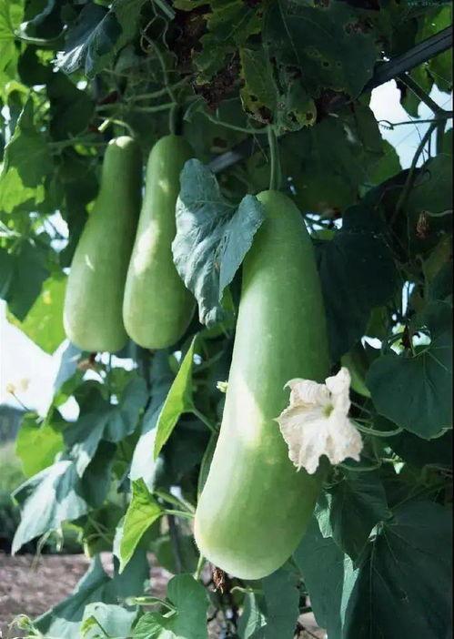 韩国弟弟吃蒲瓜视频,趣味横生引发网友热议