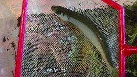 辛安小蛇吃瓜视频播放,揭秘娱乐圈幕后故事