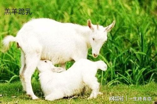 晴天小羊吃瓜视频全集,欢乐田园生活大揭秘