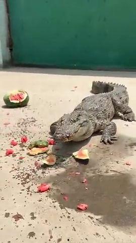 吃瓜鳄鱼的视频大全,趣味视频大全，揭秘鳄鱼界的“吃瓜群众”