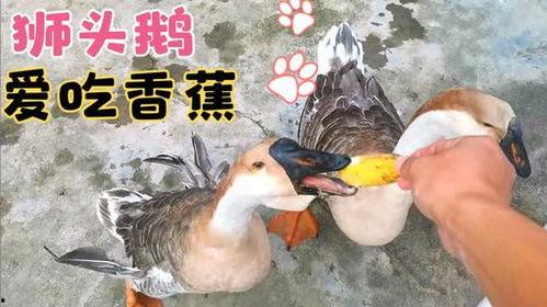 狮头鹅吃哈密瓜的视频播放,一场跨界美食之旅