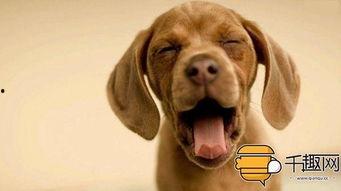 小狗吃土瓜好吗视频教程,宠物健康饮食揭秘