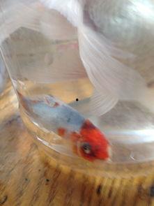 有鱼喜欢吃小瓜虫吗视频,小瓜虫在鱼儿餐桌上的地位