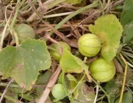 瓜儿藤子怎么吃视频教学,视频教学轻松学会