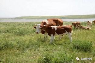 牛吃瓜会中毒吗图片视频,图片视频揭示惊人内幕