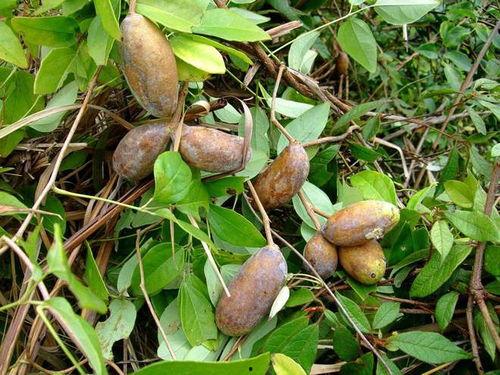 吃八月瓜过程视频,视频揭秘独特食用体验