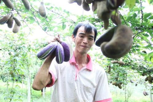 八月瓜种子可以吃吗视频,可食用之谜