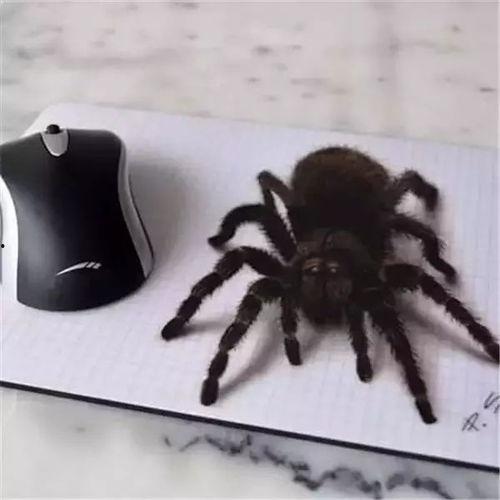 大蜘蛛吃瓜视频,揭秘神秘生物的趣味食性