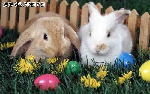 兔子可以吃砍瓜吗视频讲解,视频揭秘